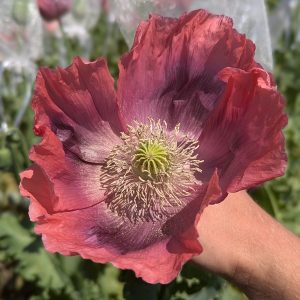 Papaver somniferum 'Izmir Giganthemum' seeds