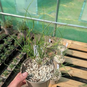 Ephedra sinica | Plant