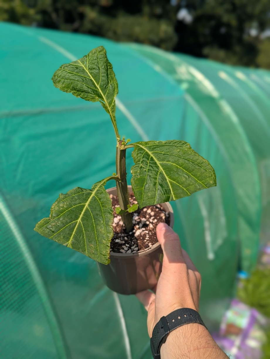 Salvia divinorum this exact plant- 24 hour early access - Reduced as only 3 main leaves