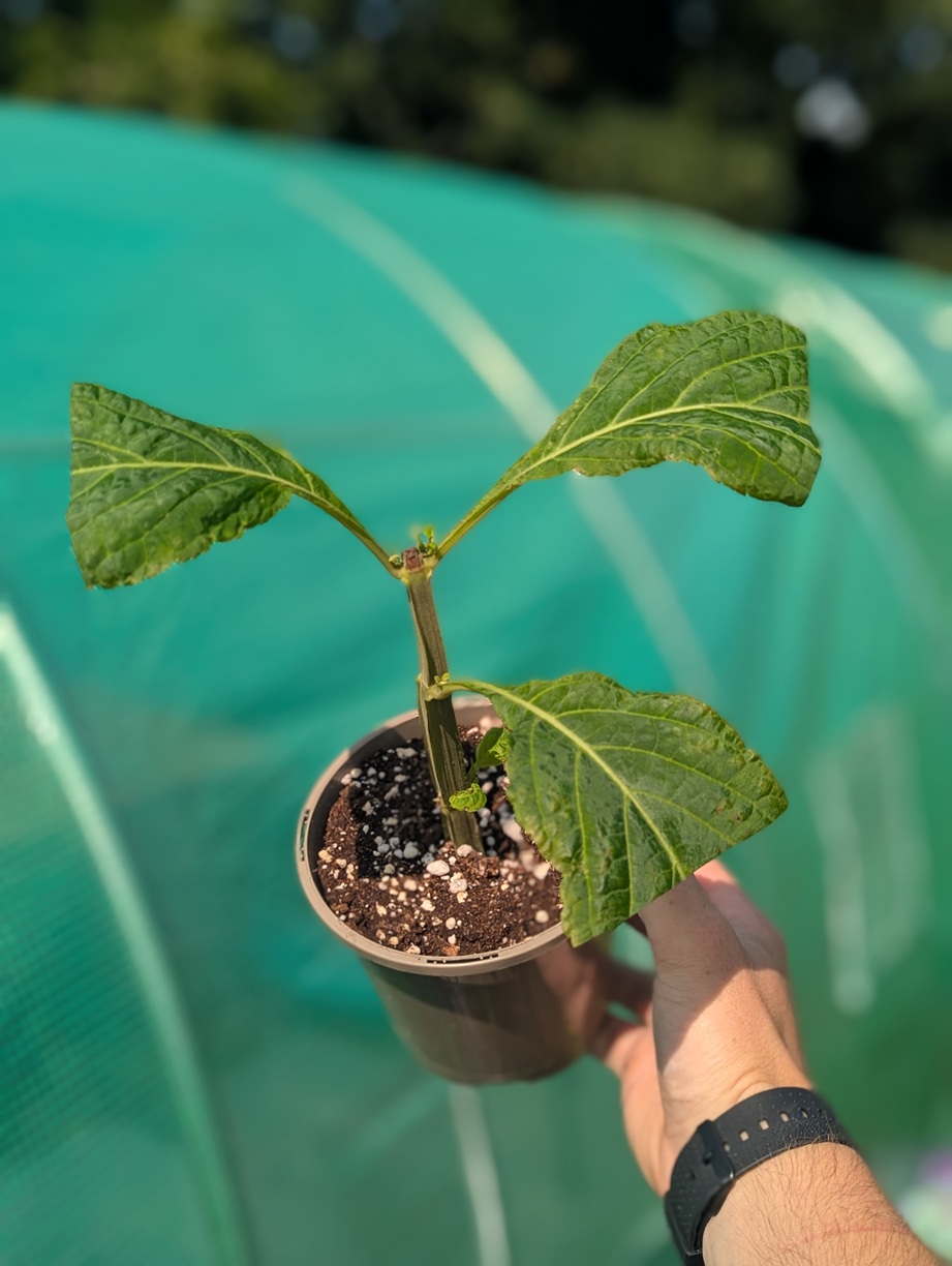 Salvia divinorum this exact plant- 24 hour early access - Reduced as only 3 main leaves - Image 2