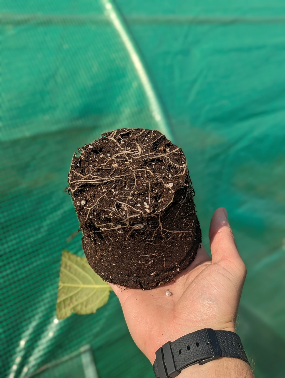 Salvia divinorum this exact plant- 24 hour early access - Reduced as only 3 main leaves - Image 3