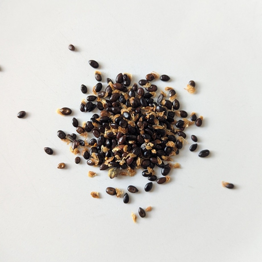 Acacia acuminata var. narrow phyllodes seeds x25