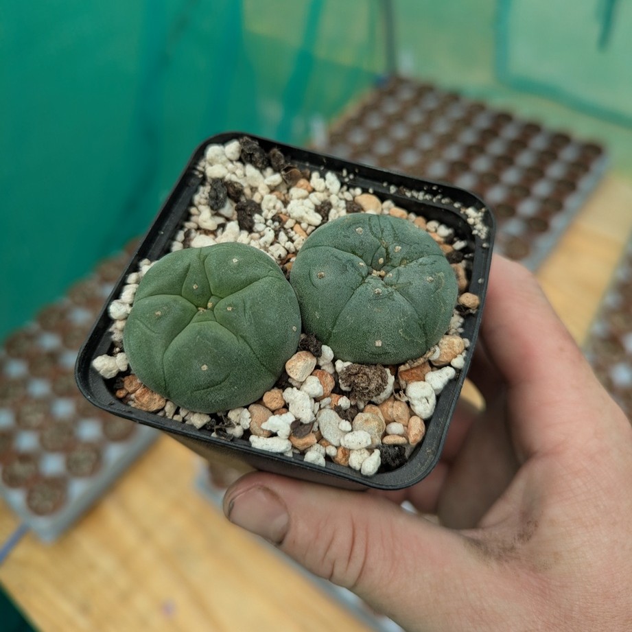 Lophophora williamsii - these 2 exact plants