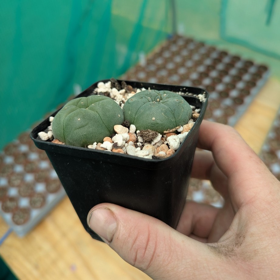 Lophophora williamsii - these 2 exact plants - Image 2