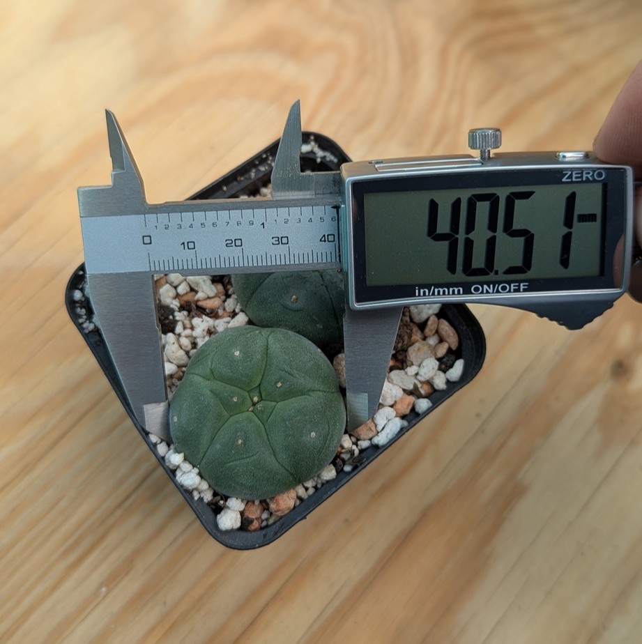 Lophophora williamsii - these 2 exact plants - Image 3