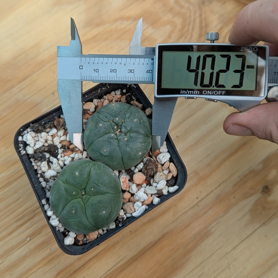 Lophophora williamsii - these 2 exact plants - Image 4