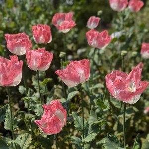 Papaver somniferum 'Enchanted Afghan Special’ seeds