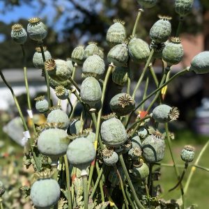 Papaver somniferum 'Enchanted Giants Colour Mix' seeds
