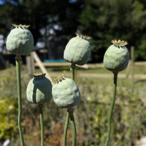 Papaver somniferum 'Giganteum #2' seeds