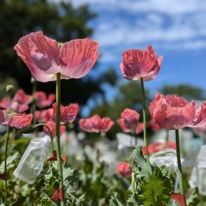 Papaver somniferum 'Giganteum' seeds