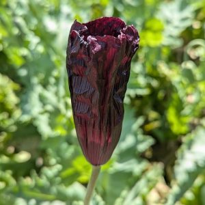 Papaver somniferum 'Midnight Eclipse' (in development) seeds