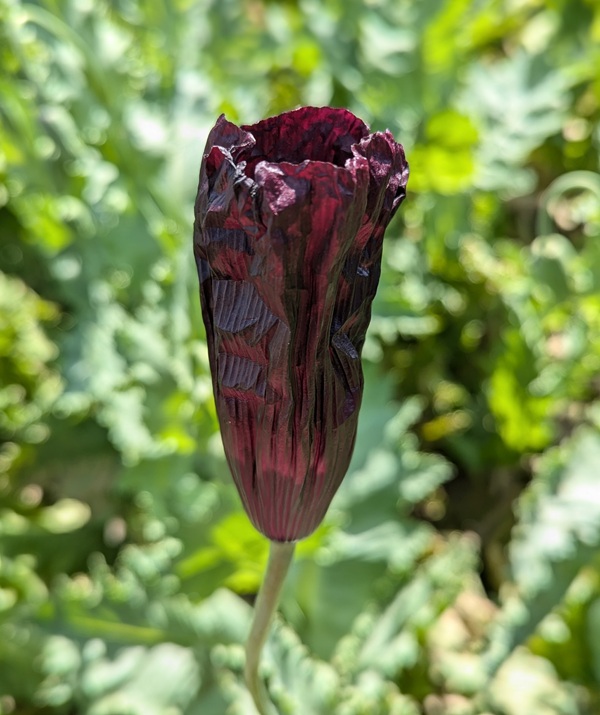 Papaver somniferum 'Midnight Eclipse' (in development) seeds