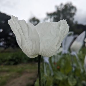 Papaver somniferum 'Panjshir' seeds