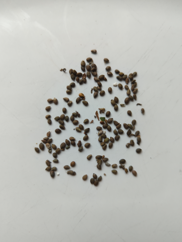 Salvia glutinosa seeds