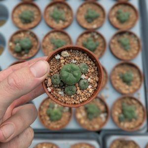 Lophophora williamsii var. caespitosa plants