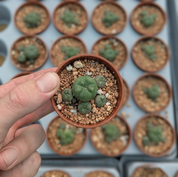 Lophophora williamsii var. caespitosa plants