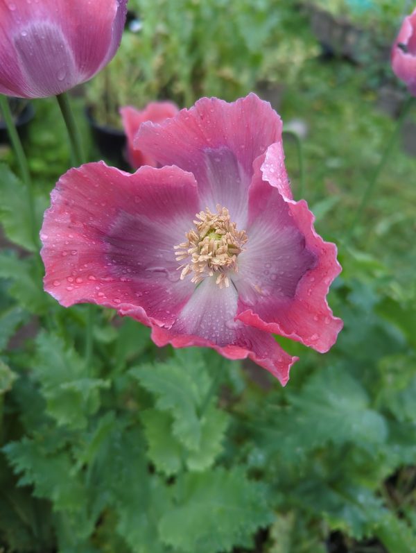 Papaver somniferum 'Izmir Giganteum' seeds