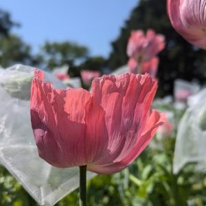 Papaver somniferum 'Izmir Giganthemum' seeds