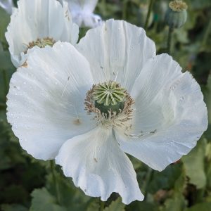 Papaver somniferum 'Peshawar' seeds