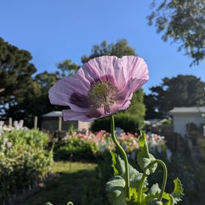 Papaver somniferum 'Turkish Jumbo Oval' seeds