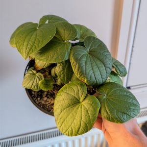 Piper methysticum | Plant