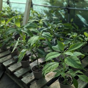 Salvia divinorum plants