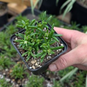 Delosperma bosseranum plants