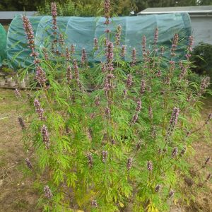 Leonurus sibiricus (Marihuanilla) seeds x100