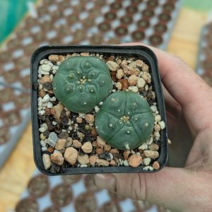 Lophophora williamsii - these 2 exact plants