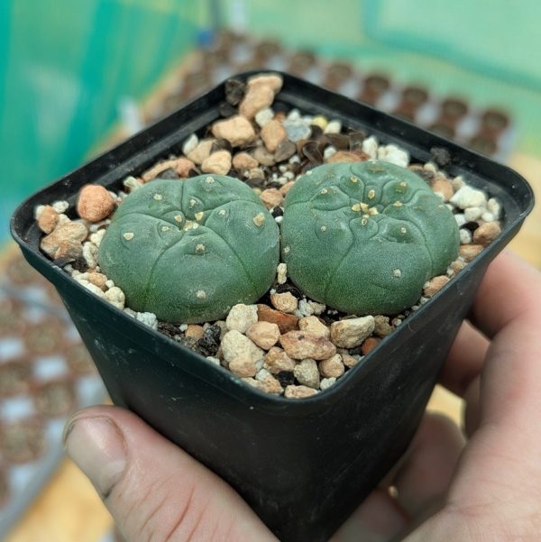 Lophophora williamsii - these 2 exact plants - Image 2