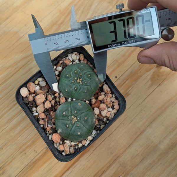 Lophophora williamsii - these 2 exact plants - Image 3