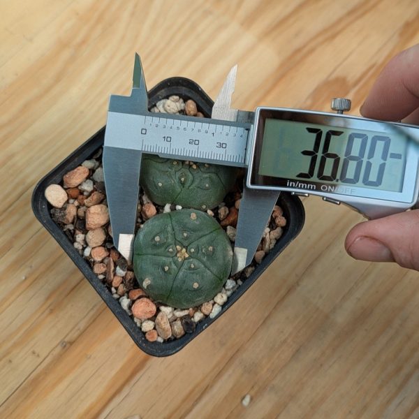 Lophophora williamsii - these 2 exact plants - Image 4