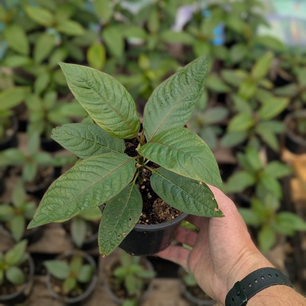 Mitragyna speciosa plants - Image 2