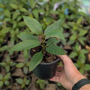 Mitragyna speciosa plants