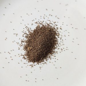 Nicotiana quadrivalvis (Indian tobacco) seeds