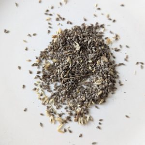 Phalaris brachystachys seeds