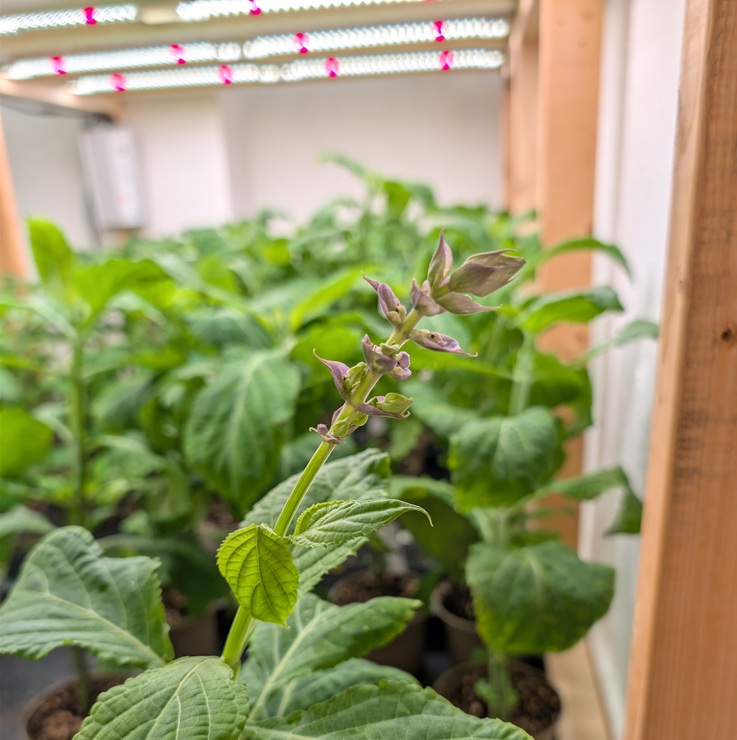 Salvia divinorum 'Luna' plants