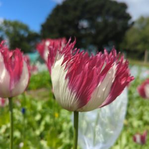 Papaver somniferum 'Pink Flame' seeds