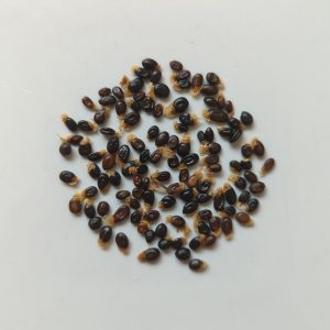 Acacia acuminata var. broad phyllodes seeds x25