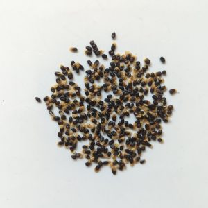 Acacia acuminata var. small seeds, seeds x25