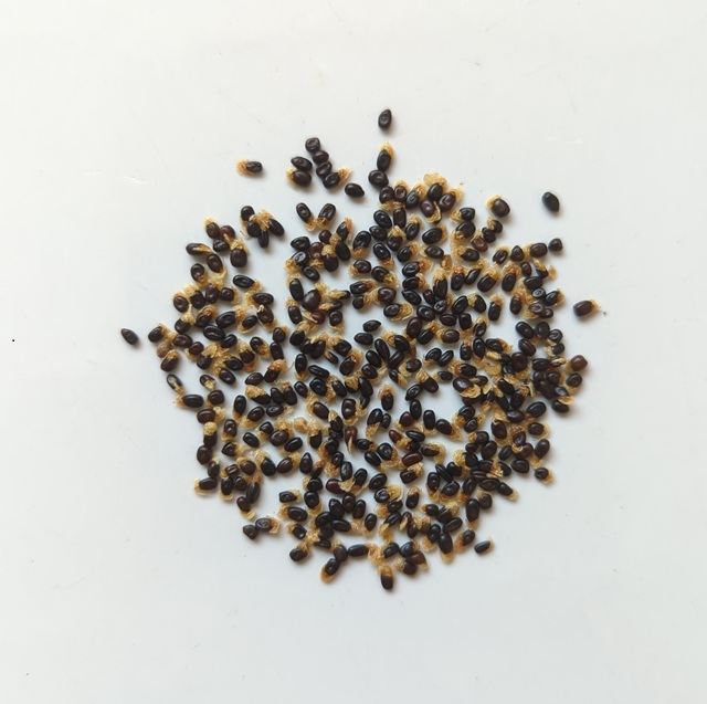 Acacia acuminata var. small seeds, seeds x25