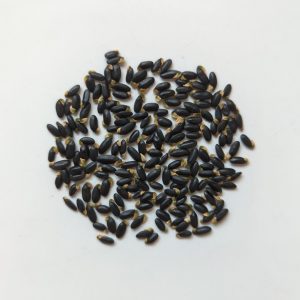 Acacia baileyana seeds x25