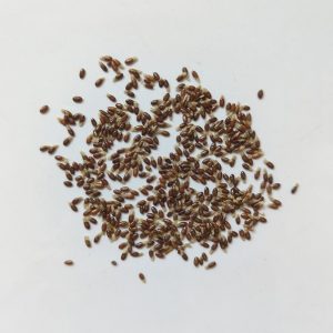 Acacia beauverdiana seeds x25