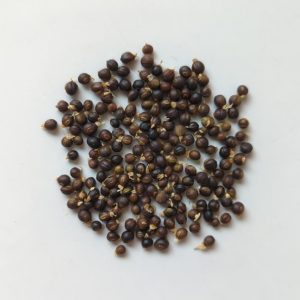 Acacia burkittii seeds x25