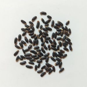 Acacia cardiophylla seeds x25