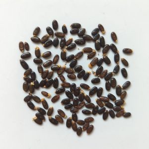 Acacia carolae seeds x25