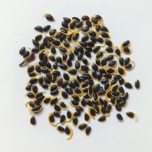 Acacia cincinnata seeds x25