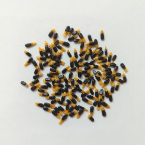 Acacia colei var colei seeds x25