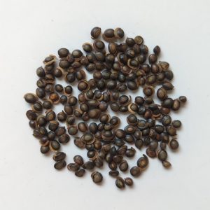 Acacia complanata seeds x25