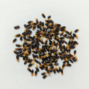 Acacia concurrens seeds x25